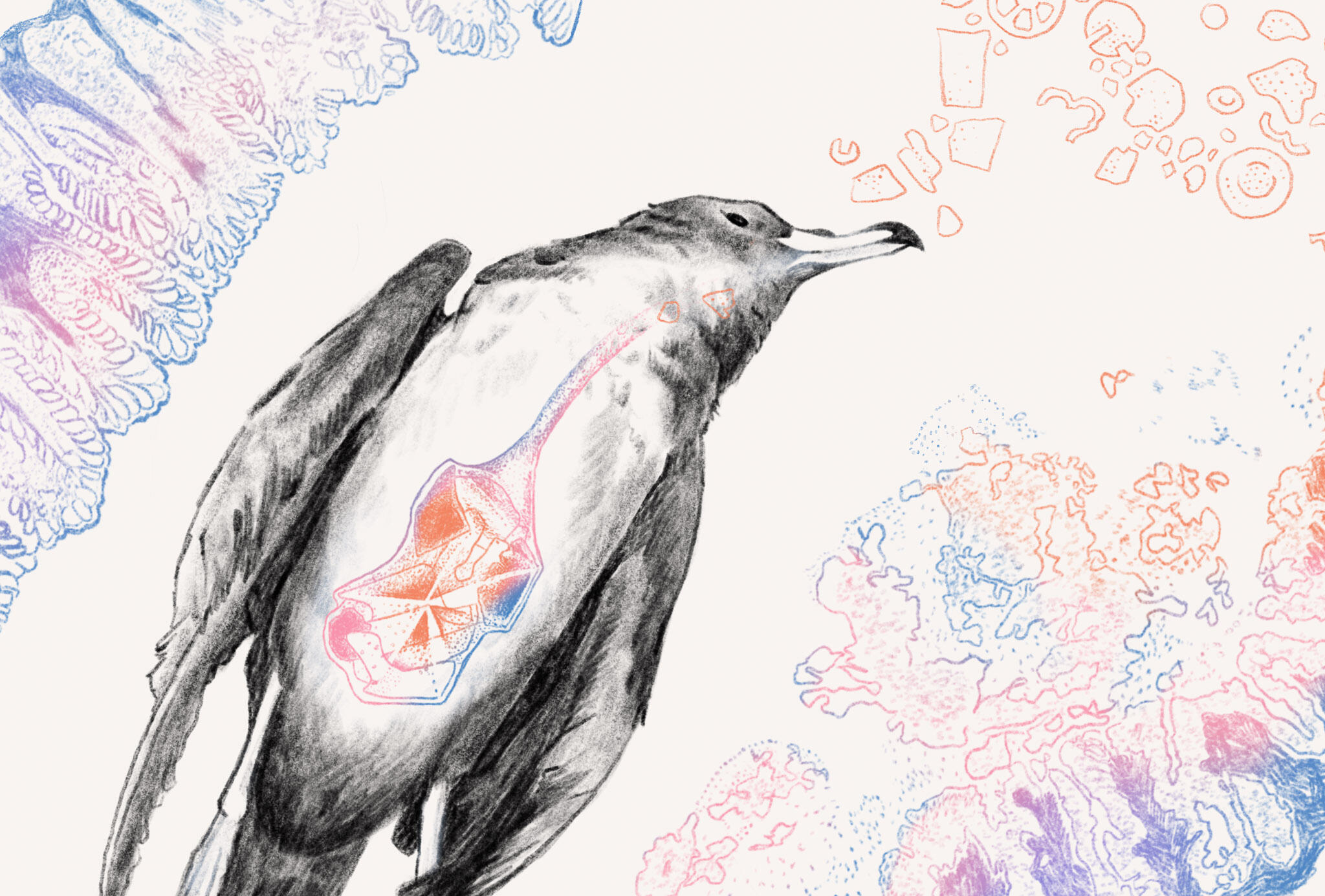 Illustration of the dead fledgling.