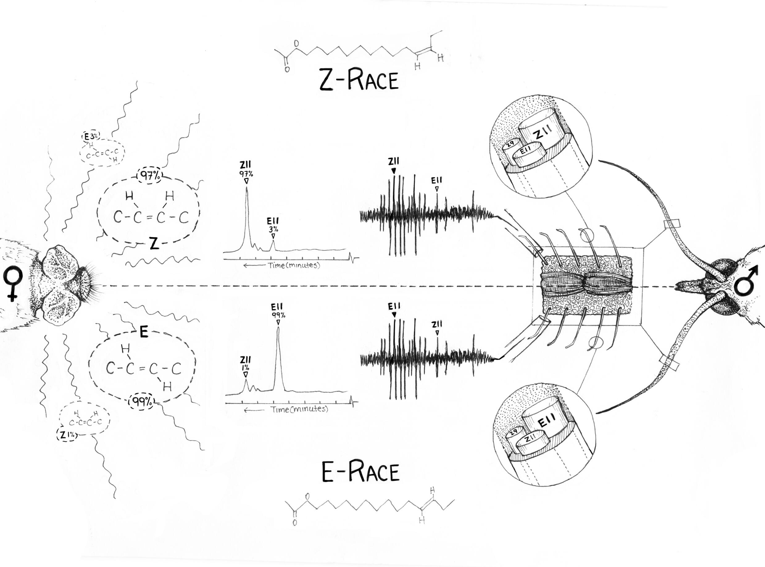The sex organ of the female European corn borer is on the left, producing pheromones. The head of the male is on the right, with figures showing how the male olfactory receptors are sensing the pheromones through different tests. The image is split across