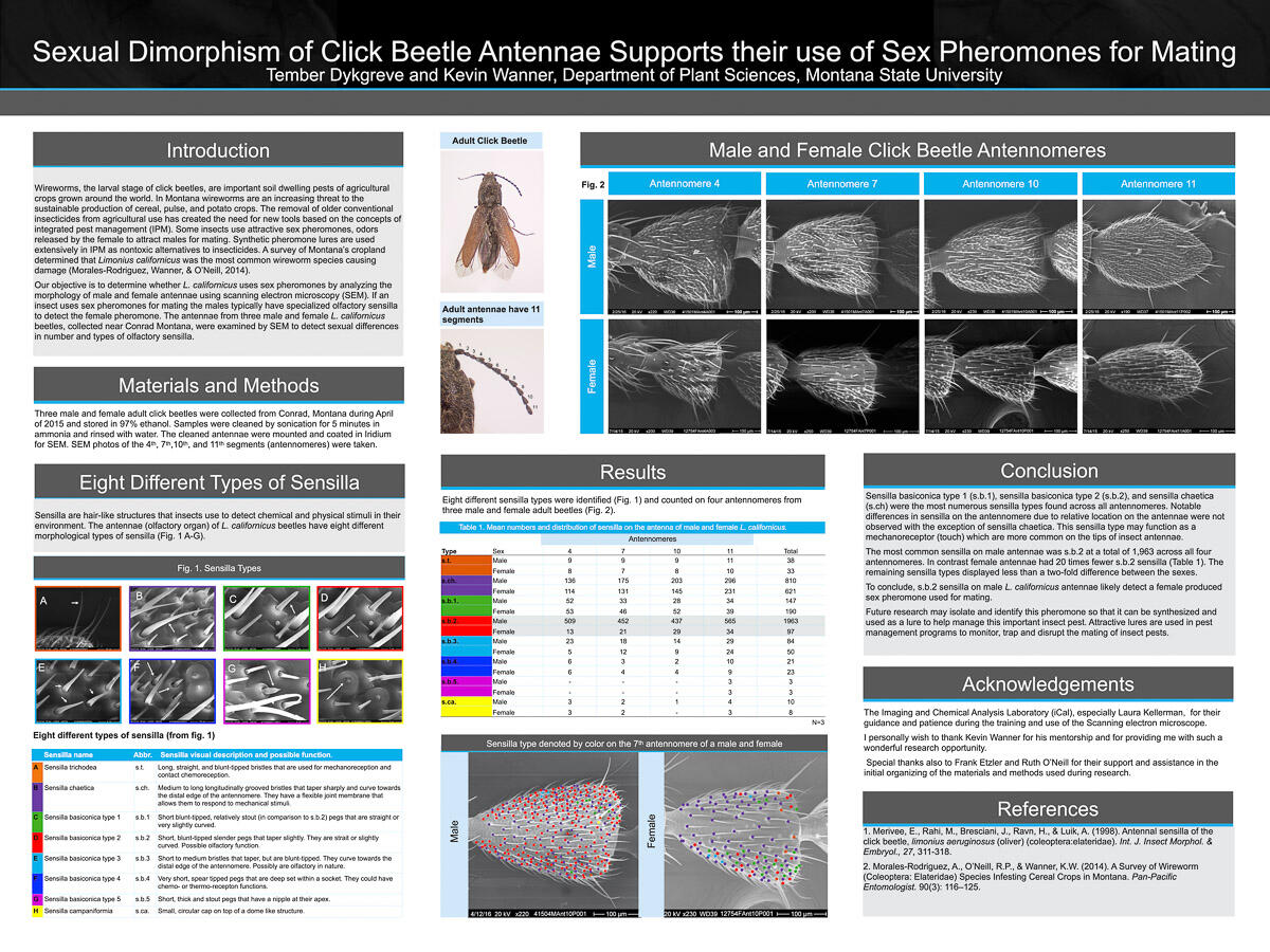 Research poster on click beetles. The left shows each sensilla type, with their function listed below. In the upper middle and upper right a diagram shows SEM photos of antennomeres 4, 7, 10, and 11. Below is an example of how the sensilla were counted, wi