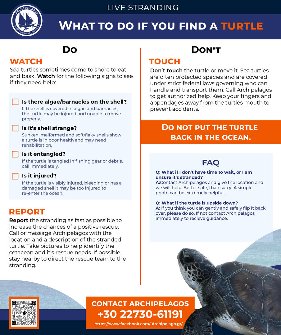 Live stranding poster: what to do if you find a turtle.