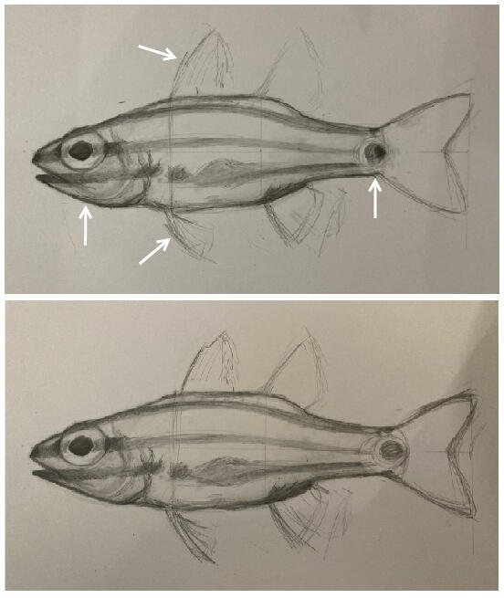 Initial pencil sketches of the fish. One sketch has arrows pointing to the areas that need improvement, the other is the fixed version.